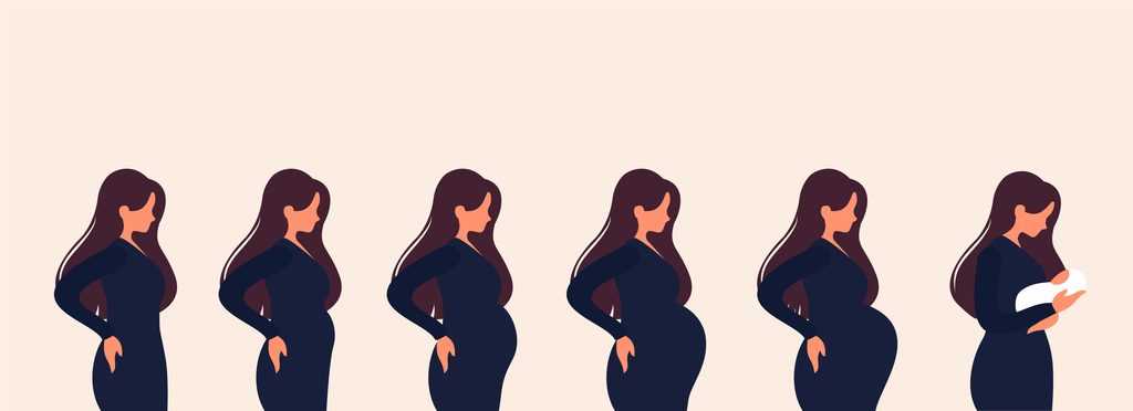 the main stages of pregnancy. changes in the female body during pregnancy week after week. set for infographics. pregnancy calendar. flat stock vector illustration.the main stages of pregnancy. change